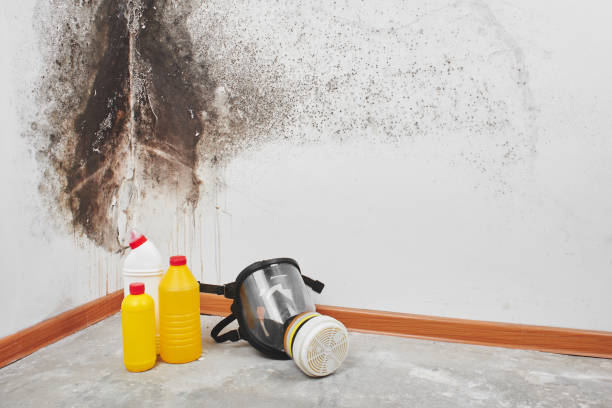 Best Commercial Mold Removal  in Tybee Island, GA