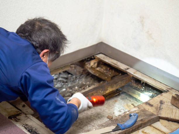 Best Same-Day Mold Removal  in Tybee Island, GA