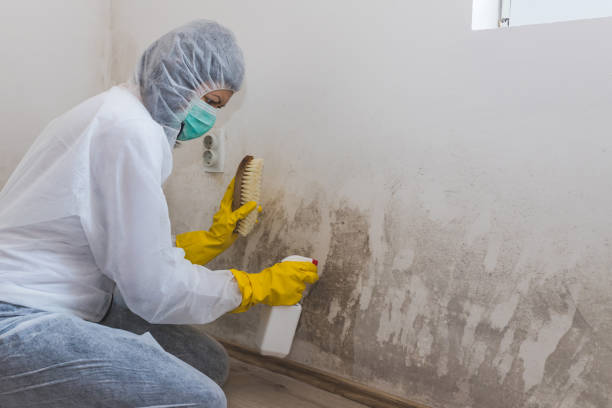 Office Mold Removal Services in Tybee Island, GA