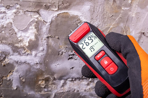 Best Local Mold Removal Service  in Tybee Island, GA
