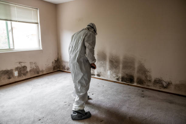 Best Mold Cleaning Services  in Tybee Island, GA