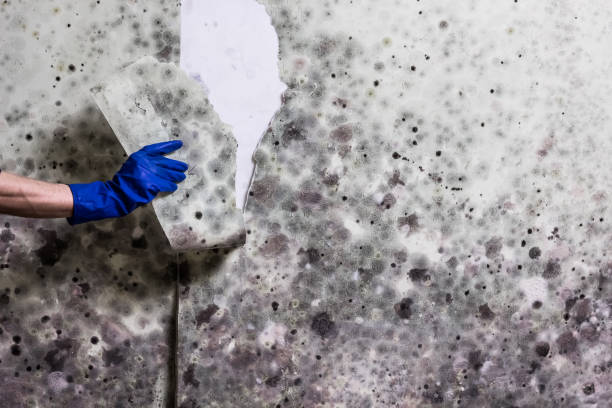 Professional Mold Removal in Tybee Island, GA