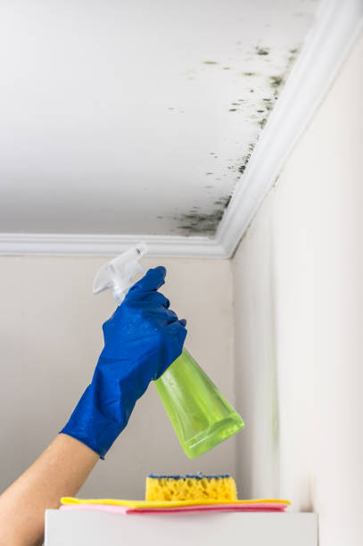 Best Residential Mold Removal  in Tybee Island, GA